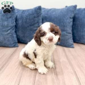 Hans, Cocker Spaniel Puppy