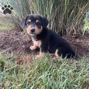 Tinker, Welsh Corgi Mix Puppy
