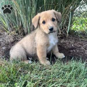 Trouble, Welsh Corgi Mix Puppy