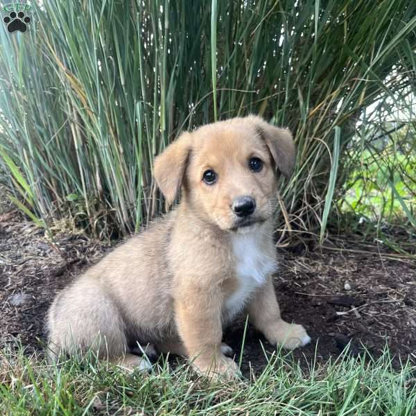 Trouble, Welsh Corgi Mix Puppy