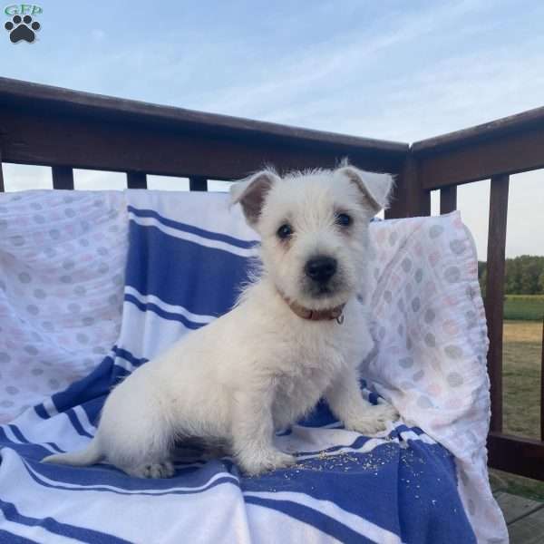 Davy, West Highland Terrier Puppy
