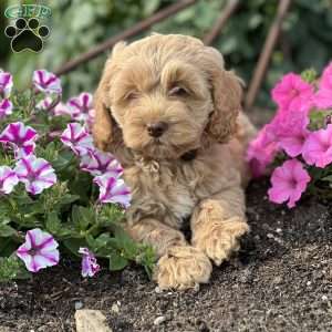 Caramel, Cockapoo Puppy