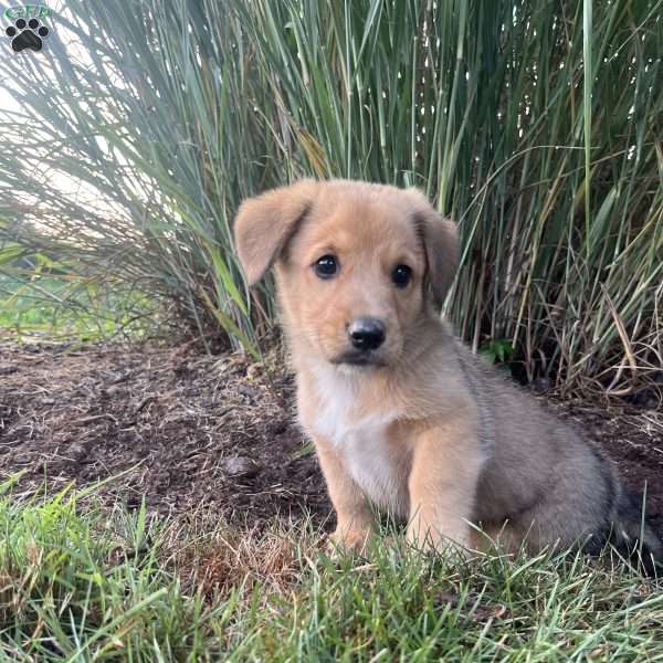 Trouble, Welsh Corgi Mix Puppy