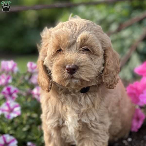 Caramel, Cockapoo Puppy