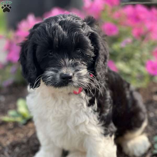Cupcake, Cockapoo Puppy