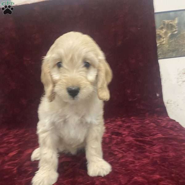 Sandra, Mini Goldendoodle Puppy