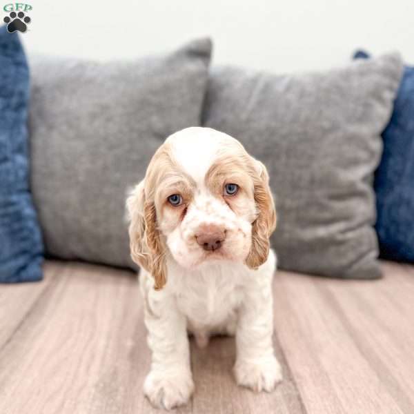 Chase, Cocker Spaniel Puppy