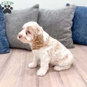 Chase, Cocker Spaniel Puppy