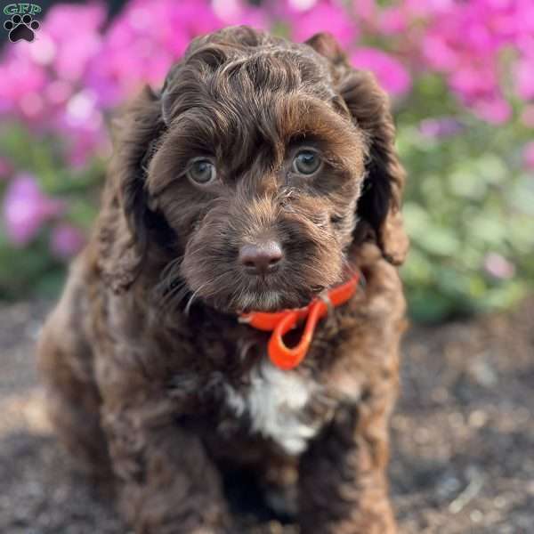 Carmie, Cockapoo Puppy