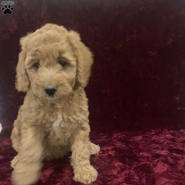Sara, Mini Goldendoodle Puppy