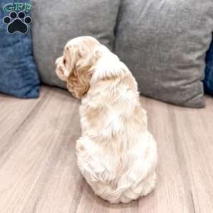 Chase, Cocker Spaniel Puppy