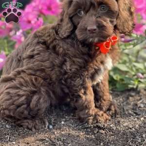 Carmie, Cockapoo Puppy