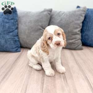 Chase, Cocker Spaniel Puppy