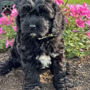 Carmine, Cockapoo Puppy