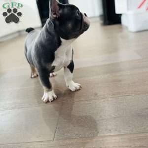 Gucci, French Bulldog Puppy