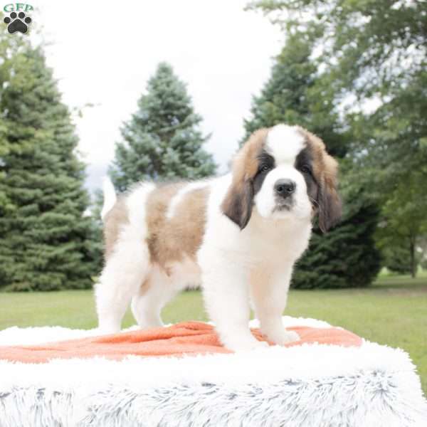 Ridge, Saint Bernard Puppy