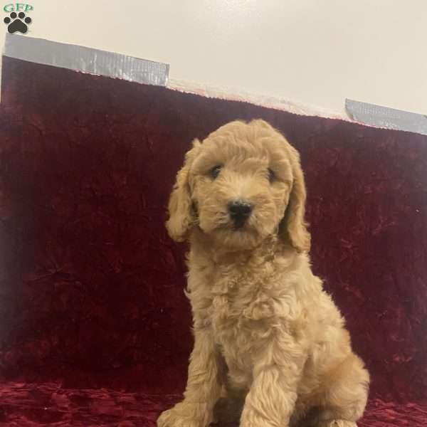 Sue, Mini Goldendoodle Puppy