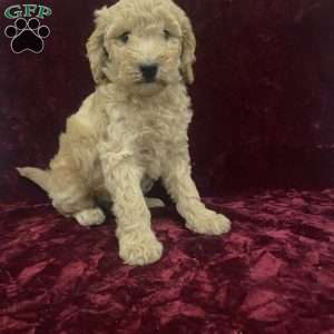 Sue, Mini Goldendoodle Puppy