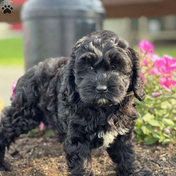 Carmine, Cockapoo Puppy