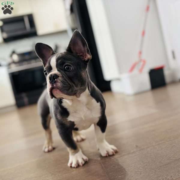 Gucci, French Bulldog Puppy