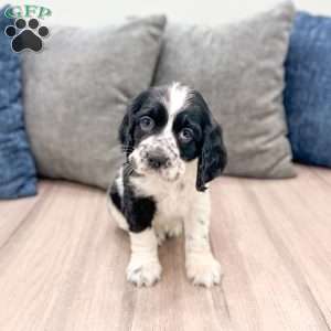Stacey, Cocker Spaniel Puppy
