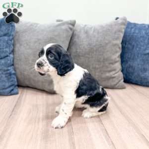 Stacey, Cocker Spaniel Puppy