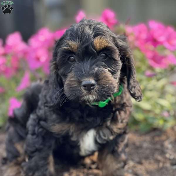 Calyx, Cockapoo Puppy