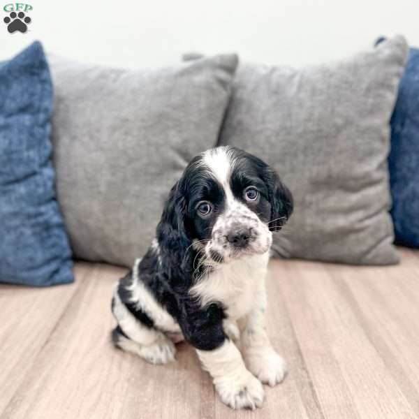 Stacey, Cocker Spaniel Puppy