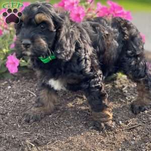 Calyx, Cockapoo Puppy