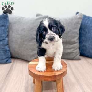 Stacey, Cocker Spaniel Puppy