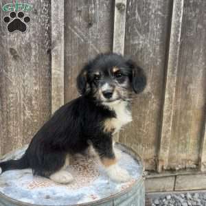 Jasmine, Welsh Corgi Mix Puppy