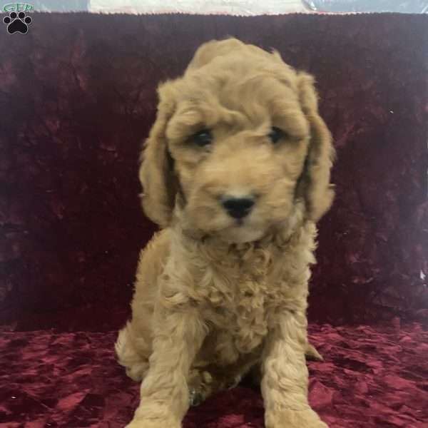 Shane, Mini Goldendoodle Puppy