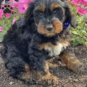 Chippy, Cockapoo Puppy