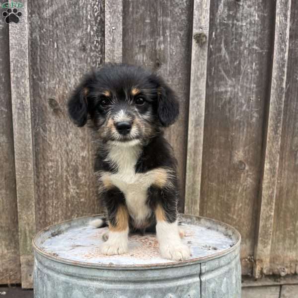 Jasmine, Welsh Corgi Mix Puppy