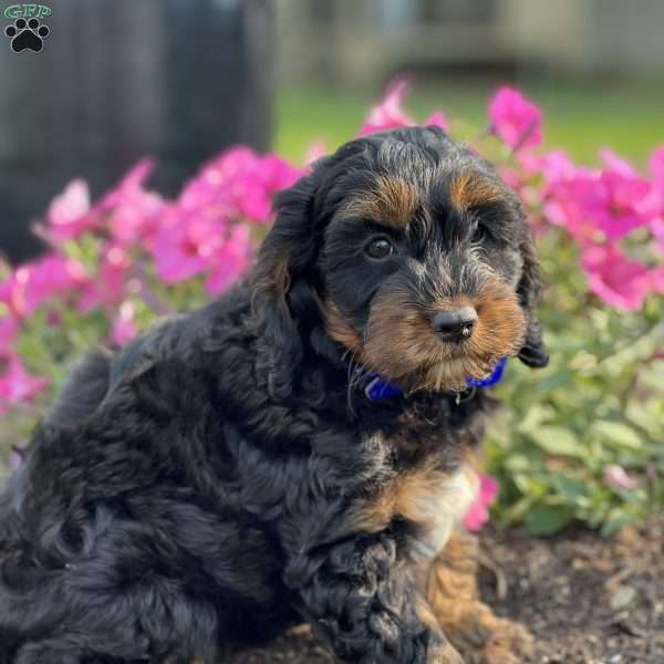 Chippy, Cockapoo Puppy