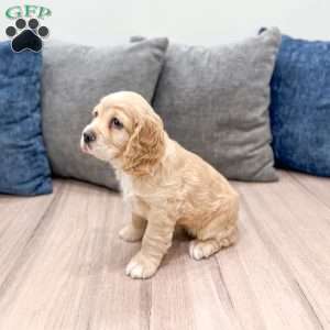 Callie, Cocker Spaniel Puppy