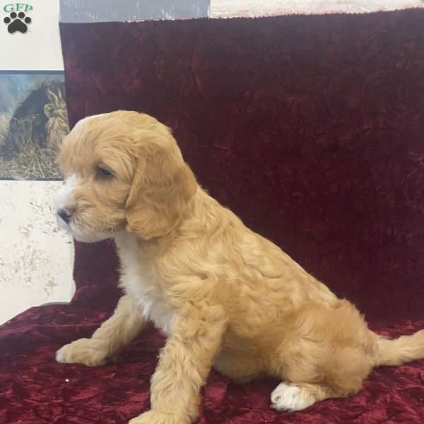 Skylar, Mini Goldendoodle Puppy