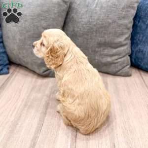 Callie, Cocker Spaniel Puppy