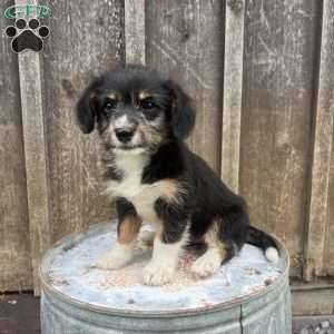 Jasmine, Welsh Corgi Mix Puppy