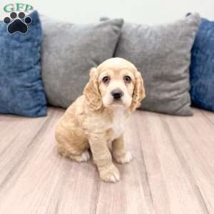 Callie, Cocker Spaniel Puppy