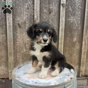 Jasmine, Welsh Corgi Mix Puppy