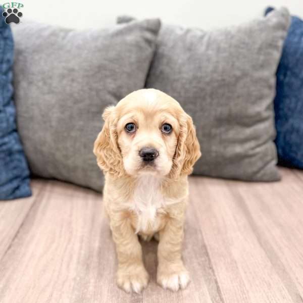 Callie, Cocker Spaniel Puppy