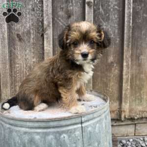 Jade, Welsh Corgi Mix Puppy