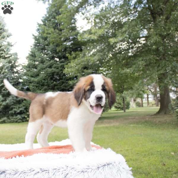 Cypress, Saint Bernard Puppy