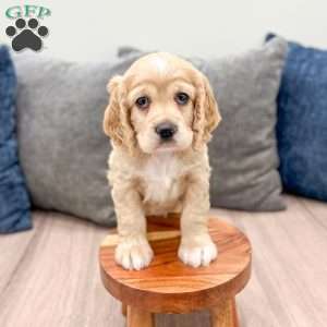 Callie, Cocker Spaniel Puppy