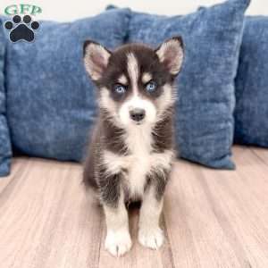 Duo, Pomsky Puppy