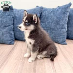 Duo, Pomsky Puppy
