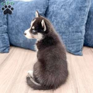 Duo, Pomsky Puppy