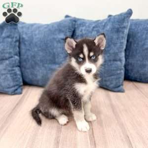 Duo, Pomsky Puppy