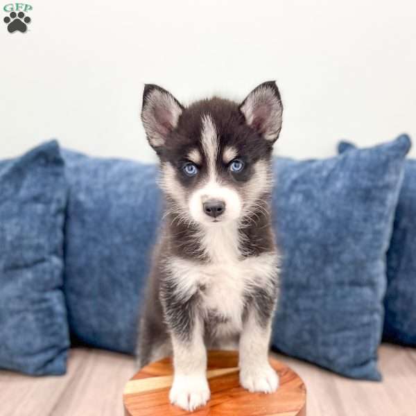 Duo, Pomsky Puppy